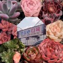 명심 | 사무실 책상 다육이 들인 날 🌿 명심e다육 다육이 식쇼핑 후기