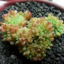 애지중지 이미지