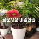 용산 용문시장 꽃집 추천｜미림 꽃 화훼유통(미림화원)에서 스킨답서스 데려온 후기 반려 식물 추천