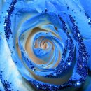 블루 로즈의 꽃말 이미지