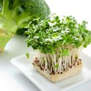 브로콜리약국 이미지