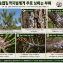 주식회사동일조경 | 소나무가 붉어지기 전에 찾아야 하는 해충 /솔껍질깍지벌레 피해와 방제