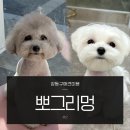 뽀그리멍 이미지