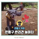 놀이터에서 만나 | 은평구 반려견놀이터 주차 정보 및 이용 방법과 방문 후기