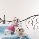 엄마손 동물병원 이미지