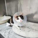 오송 봄봄 동물병원 이미지