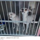 블로그 포스팅한것들 삭제 하지 마세요!!_버려진 강아지들 분양건 ​ 이미지