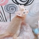 캣파라다이스 일산점 이미지