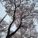충주보쌈 이미지