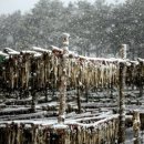 황태덕장 이미지