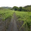 맹씨네 농장 이미지