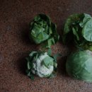 준혁농장 이미지