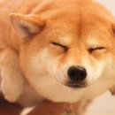 이쁘개 귀엽개 이미지