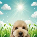 옥스 그루밍 이미지