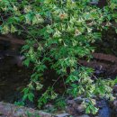 청계산 등산로 이미지