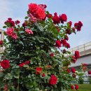 5월26일(월) 중량천 중량 장미축제 여행공지 이미지