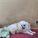 포항애견
