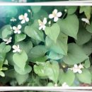 숲속의살룻 자연농원 이미지