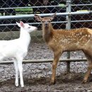 행복한사슴농장 이미지