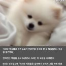 부산 반려견 호텔에서 개 발로 뻥 찬 사건 이미지