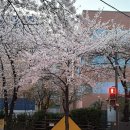 공덕119안전센터 | 마포 공덕 | 염리초 벚꽃야장 포장마차거리 "가나포차" 주말웨이팅 솔직후기