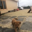 이리온 댕댕 이미지