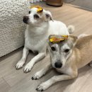 유림-1097 | 옥정동수제간식 아가츄 강아지케이크도 추천