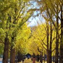 11월3일 충북 문광저수지 은행나무길, 괴산 산막이 옛길 이미지