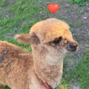 신신목장 이미지