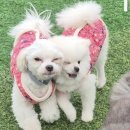 달콩이 세계일보