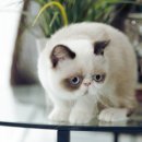My Love Cat(마이러브캣) 이미지