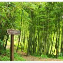 대숲속으로 이미지