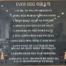 에버독 이미지