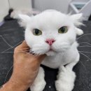 아꼬운몽 이미지