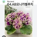 바이올렛 - 군포시 산본로 208 | 바이올렛