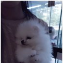 더케이펫 강아지분양 이미지