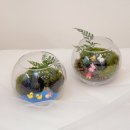 내 책상위의 작은 숲 테라리움 이미지