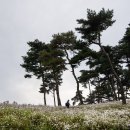 정읍 구절초 축제장 이미지