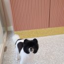 뽀송뽀송강아지미용실 이미지