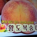 만성피로.혈당잡는 황도복숭아/천기누설/기치유센터/기수련/기치료/자연요법/대체의학 이미지