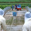 천도리양지마을 이미지