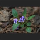 벌말공원2 이미지