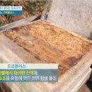 [프로폴리스 효능] 프로폴리스 효능과 좋은 프로폴리스 고르는 법 이미지