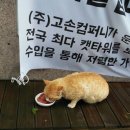 고양이가게 티스토리