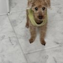 위드펫홈 이미지