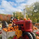 데이비스농장 이미지