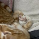 신라고등학교 | 부산 퍼스널컬러 진단 가격 립진단까지 한번에!