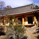 황토버섯 이미지