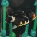 피쉬갤러리 천안점 이미지