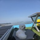 미스터와이 애견풀빌라 이미지